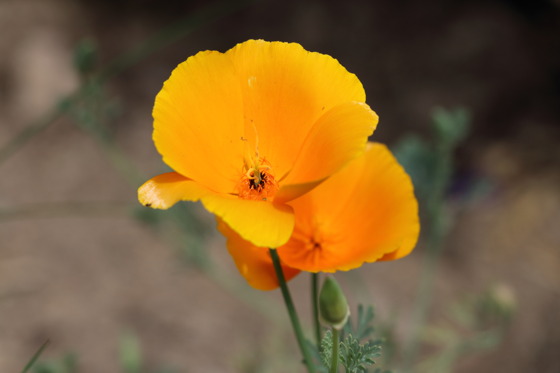 Garten 20