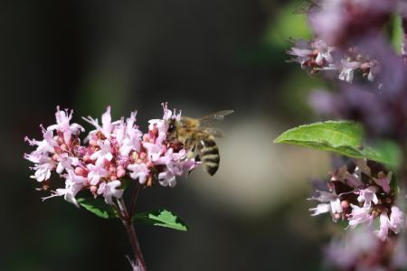 Garten 01
