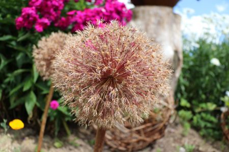 Garten 21