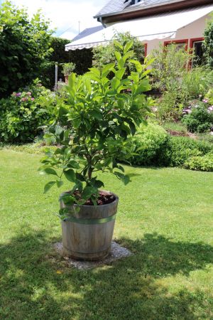 Garten 23